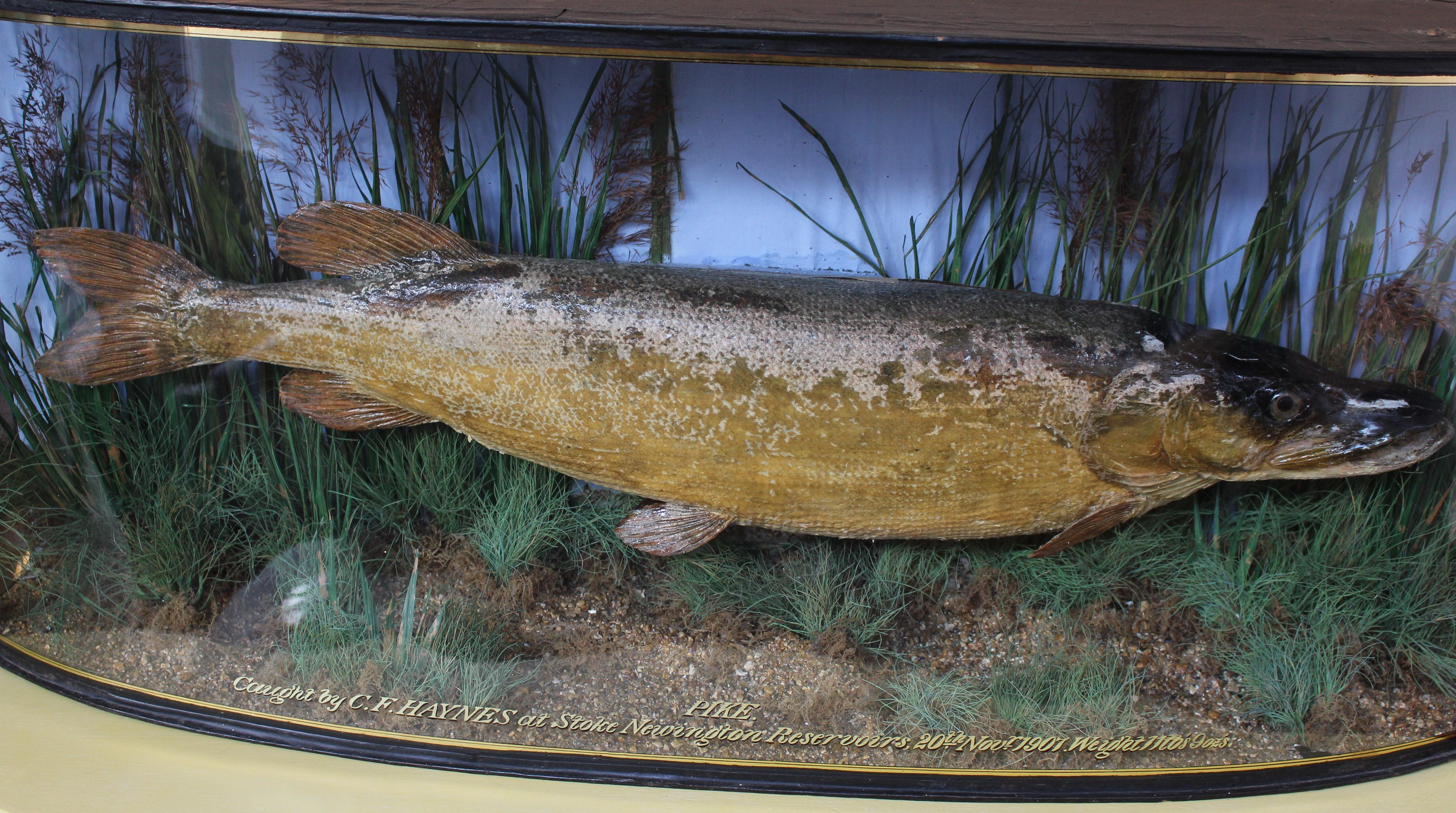 Antique Bow Front Glass Case 20 Century 1907 Taxidermy Preserved Study Pike Fish In Good Condition For Sale In Dorking, Surrey