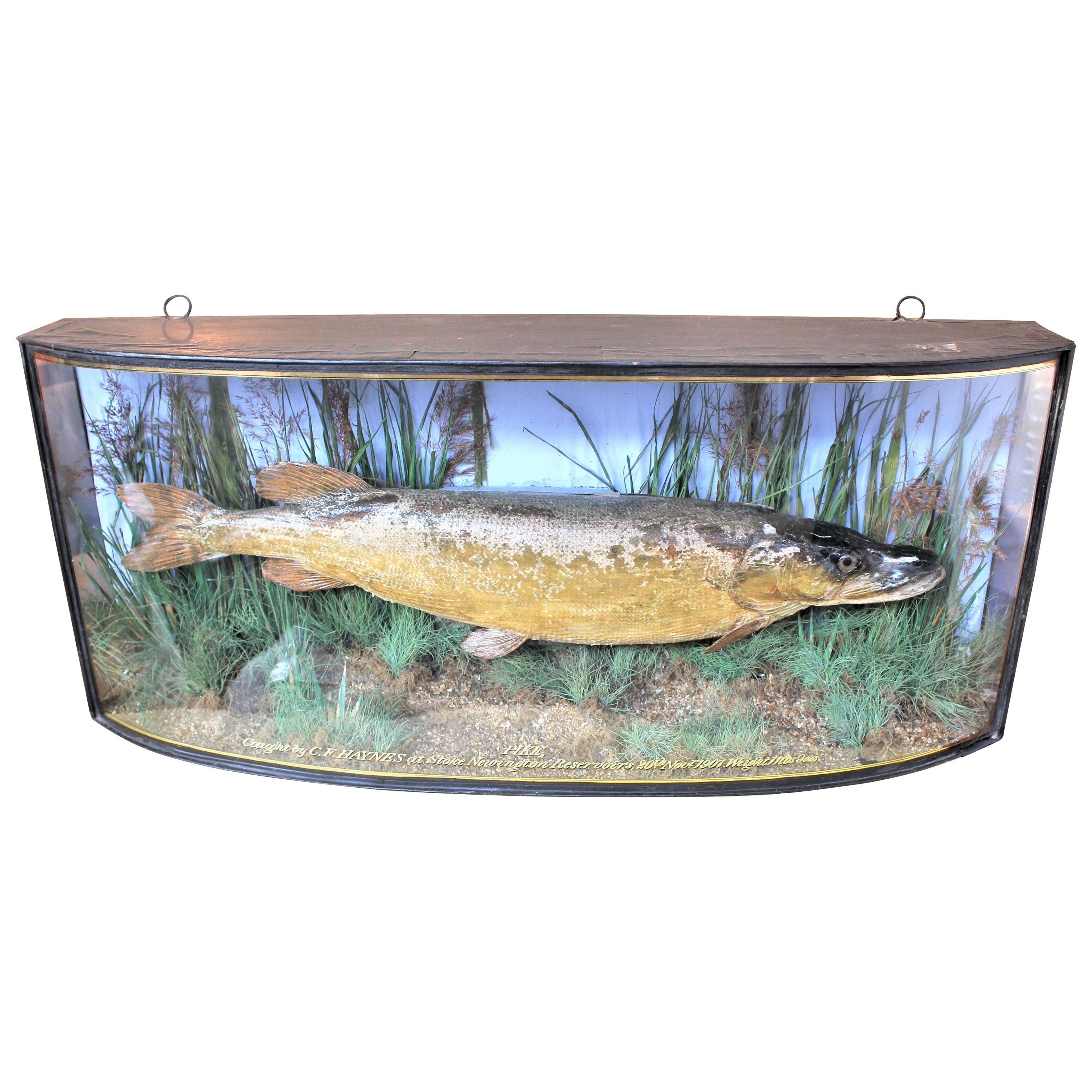 Antique Bow Front Glass Case 20 Century 1907 Taxidermy Preserved Study Pike Fish For Sale