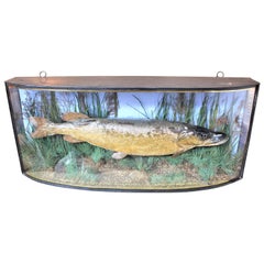 Antique Bow Front Glass Case 20 Century 1907 Taxidermy Preserved Study Pike Fish