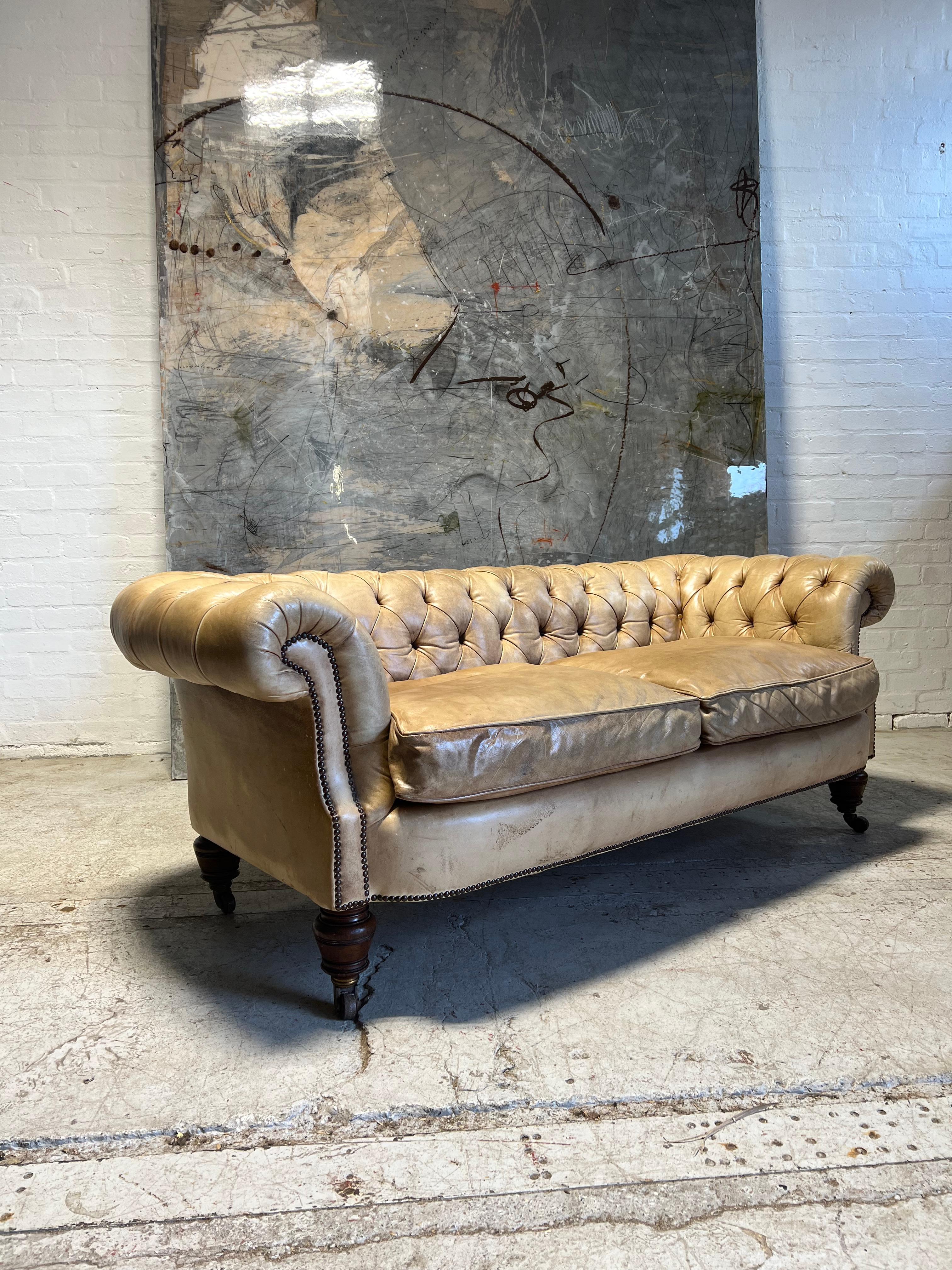 Antike Bow Fronted 19thC Chesterfield Sofa in Hand gefärbt Pergament Leder (Spätes 19. Jahrhundert) im Angebot
