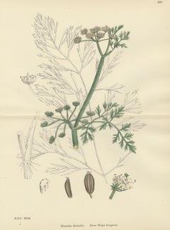 Antique British Botanical Print of River Water-Dropwort, Hand-Colored, c.1902