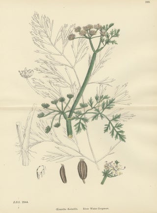 Antique British Botanical Print of River Water-Dropwort, Hand-Colored, c.1902, view 2
