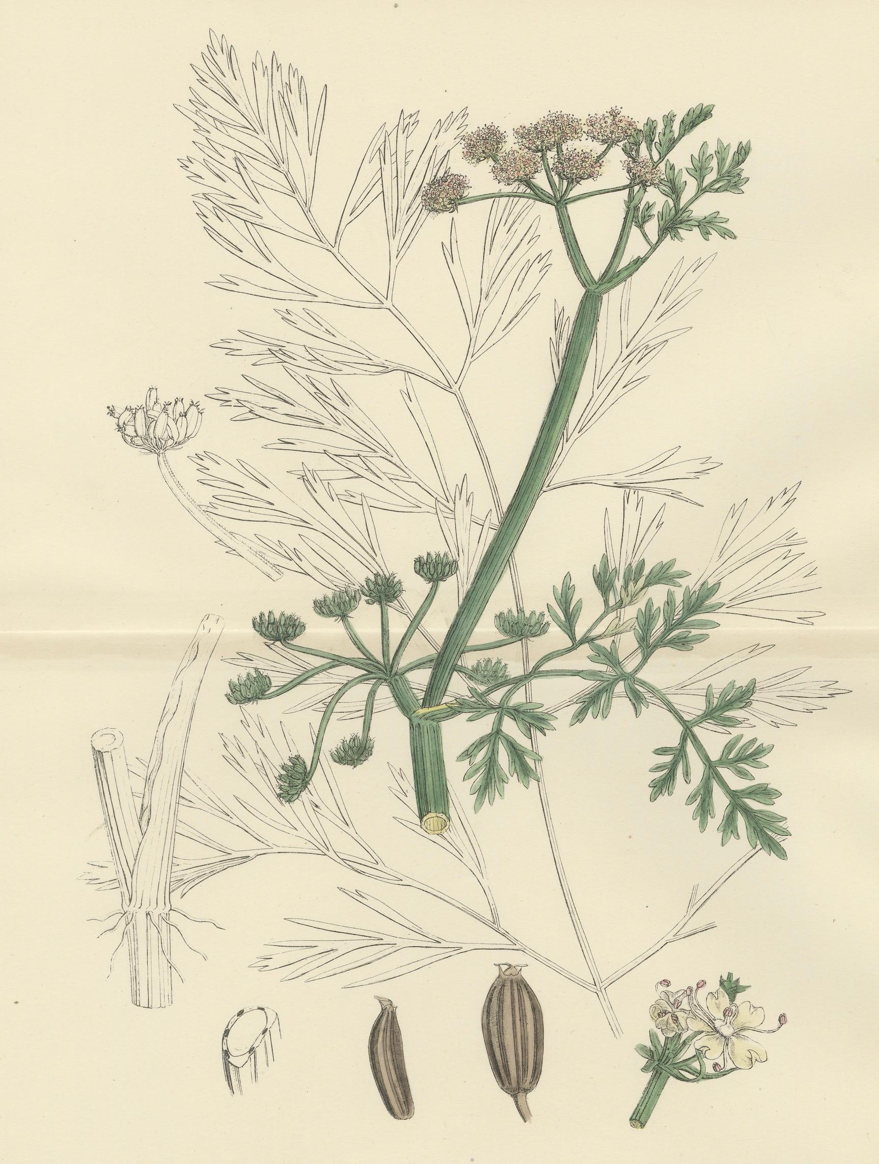 Antique British Botanical Print of River Water-Dropwort, Hand-Colored, c.1902