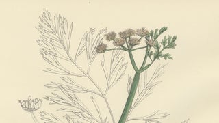Antique British Botanical Print of River Water-Dropwort, Hand-Colored, c.1902, view 4