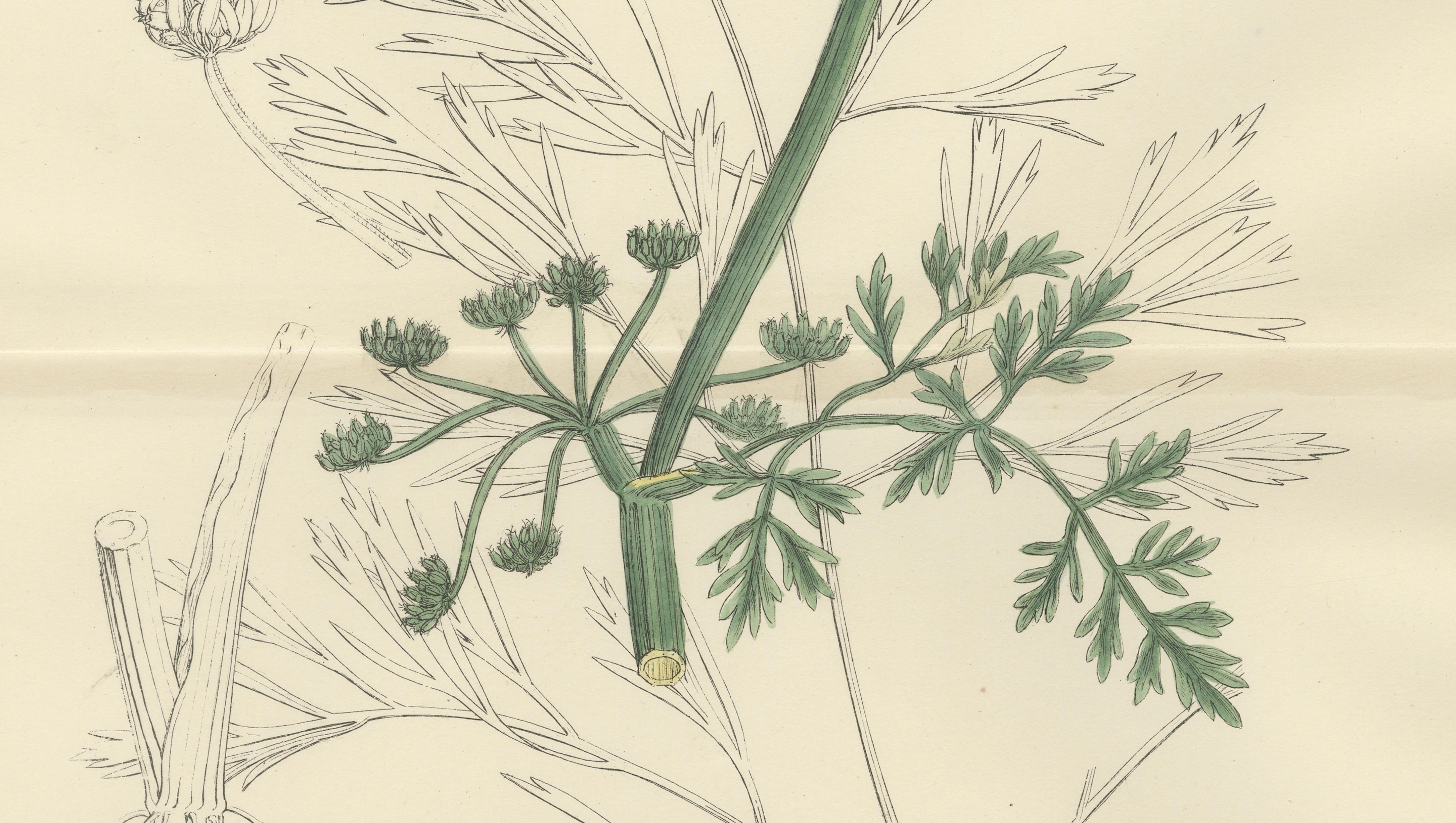 Antique British Botanical Print of River Water-Dropwort, Hand-Colored, c.1902