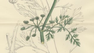 Antique British Botanical Print of River Water-Dropwort, Hand-Colored, c.1902, view 5