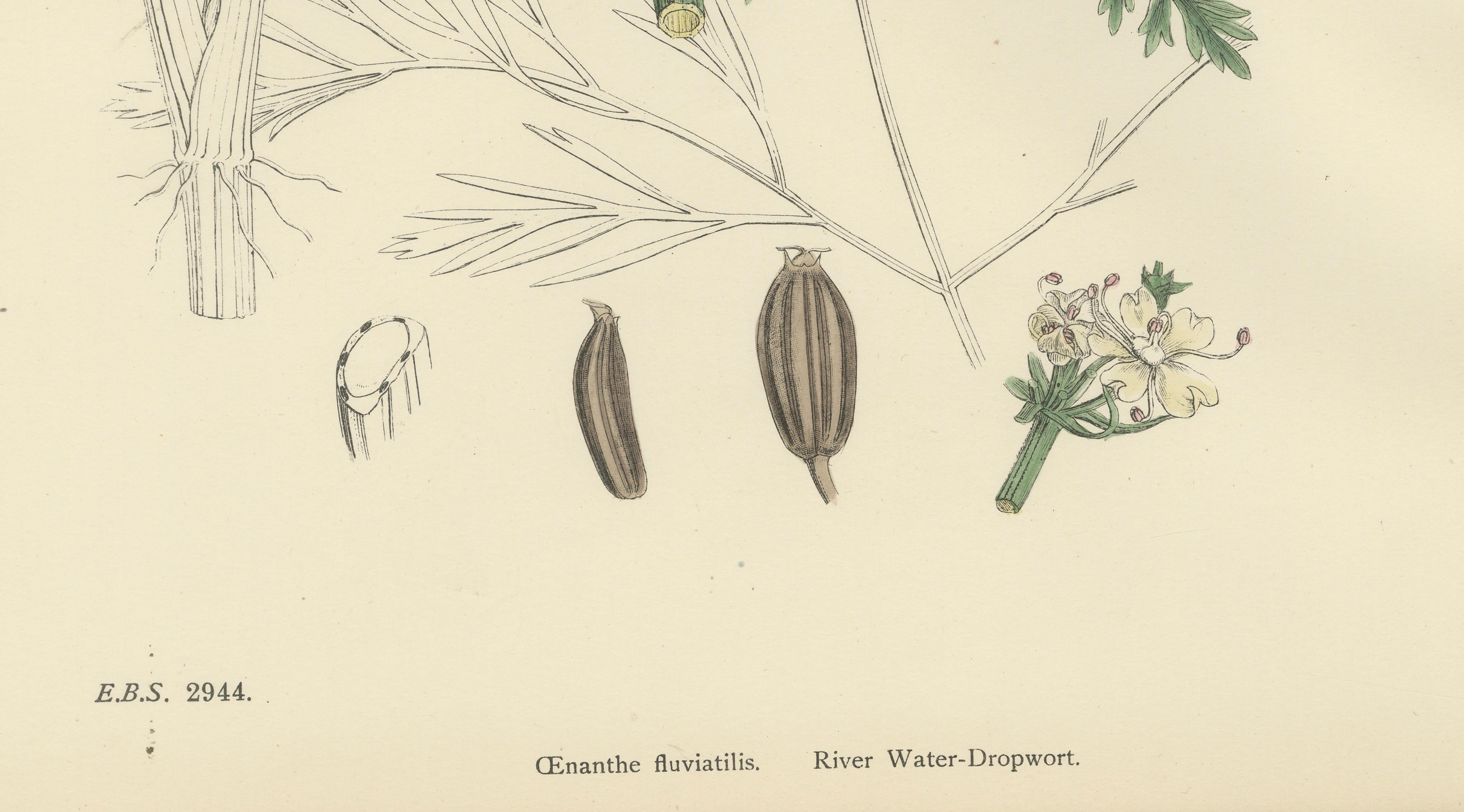 Antique British Botanical Print of River Water-Dropwort, Hand-Colored, c.1902