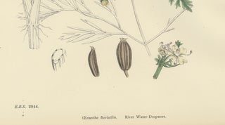 Antique British Botanical Print of River Water-Dropwort, Hand-Colored, c.1902, view 6