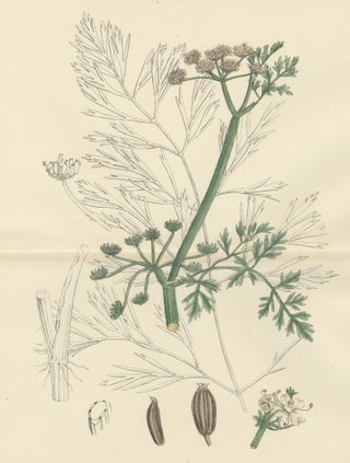 Antique British Botanical Print of River Water-Dropwort, Hand-Colored, c.1902, view 8