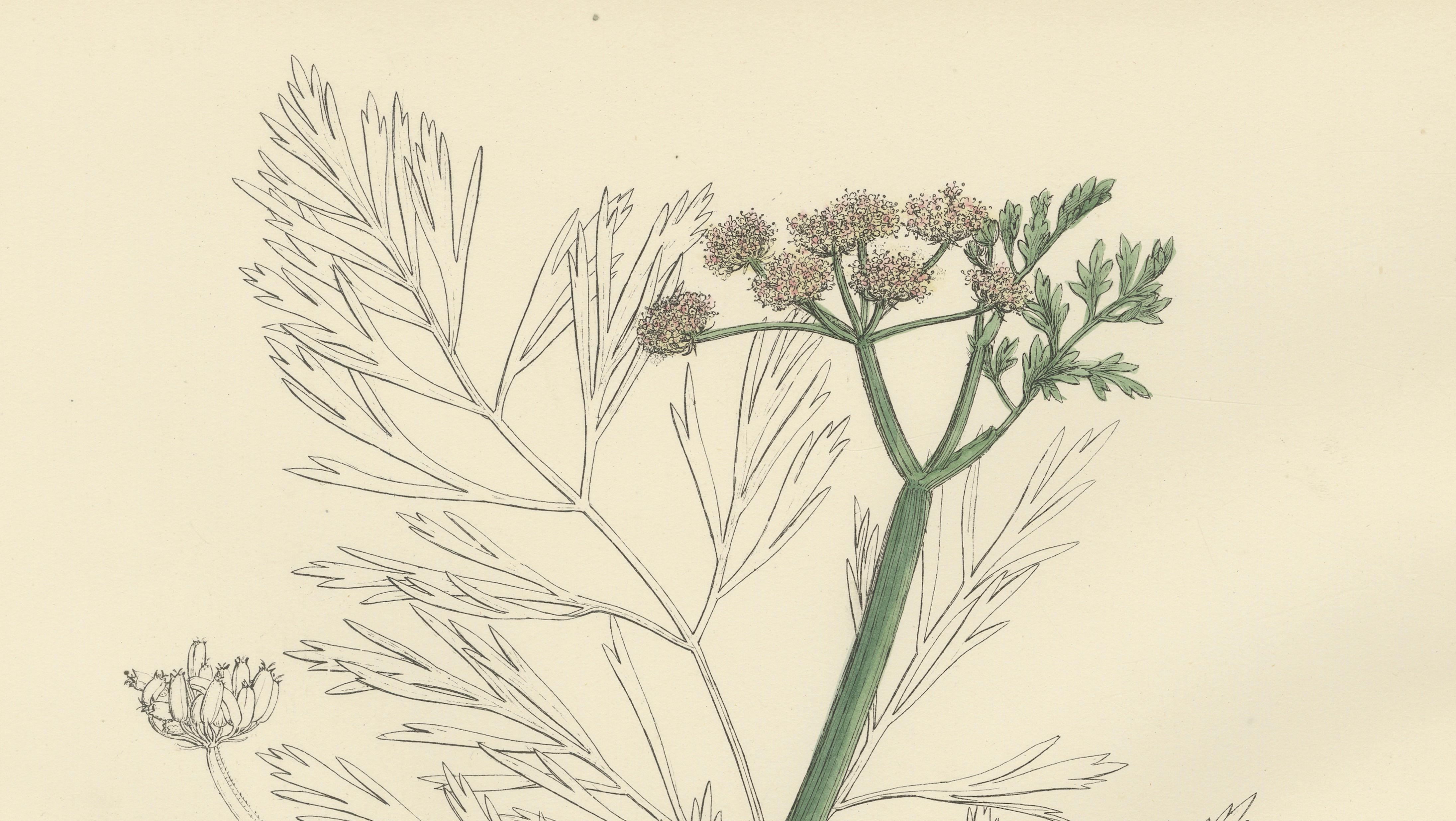 Antique British Botanical Print of River Water-Dropwort, Hand-Colored, c.1902
