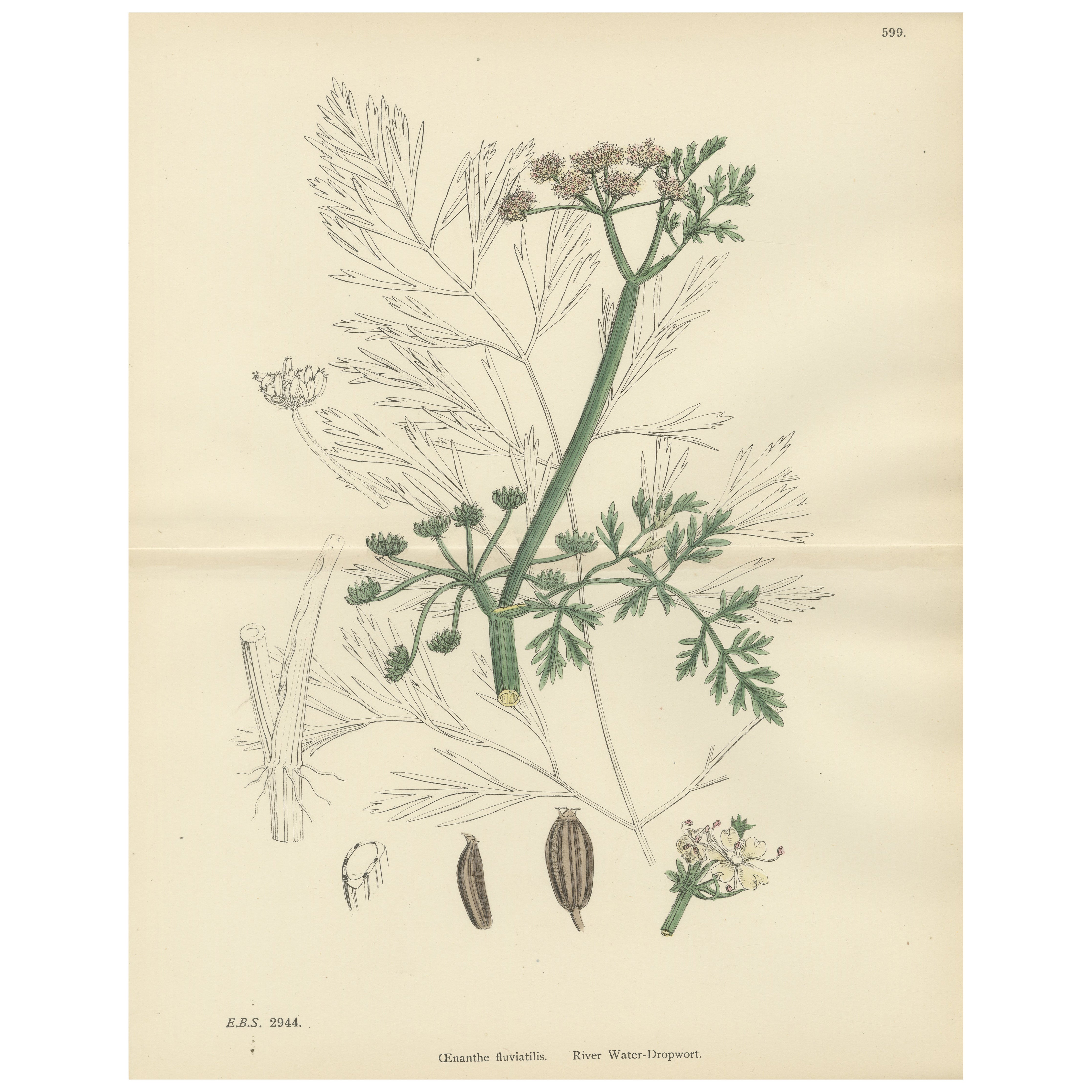 Antique British Botanical Print of River Water-Dropwort, Hand-Colored, c.1902