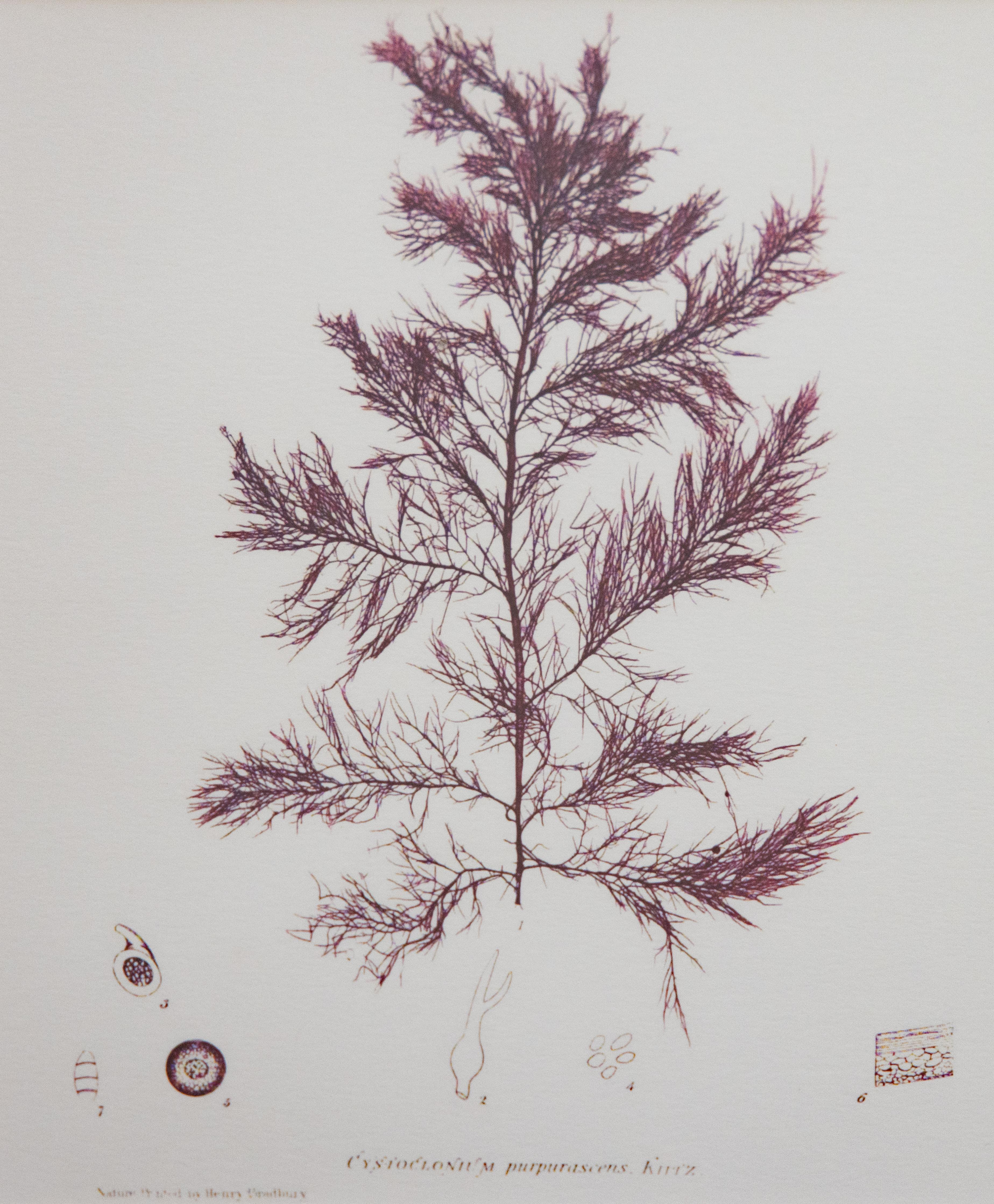 Custom Framed British Seaweed Giclée Prints - Set of Four For Sale 4