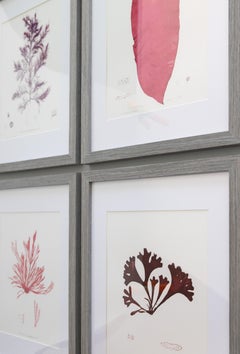Antique British Seaweed Giclée Prints, 1859 - set of four