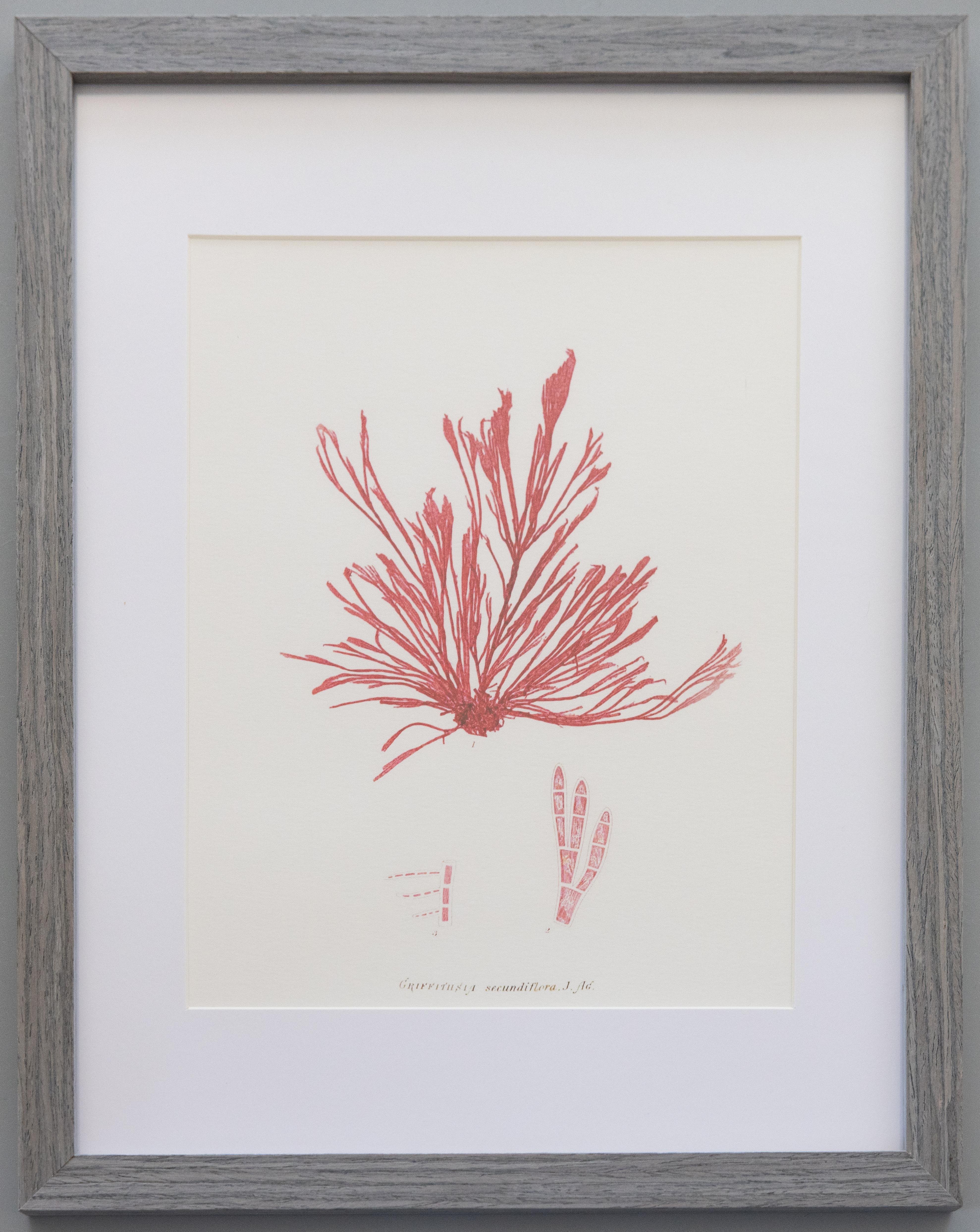 English Custom Framed British Seaweed Giclée Prints - Set of Four For Sale