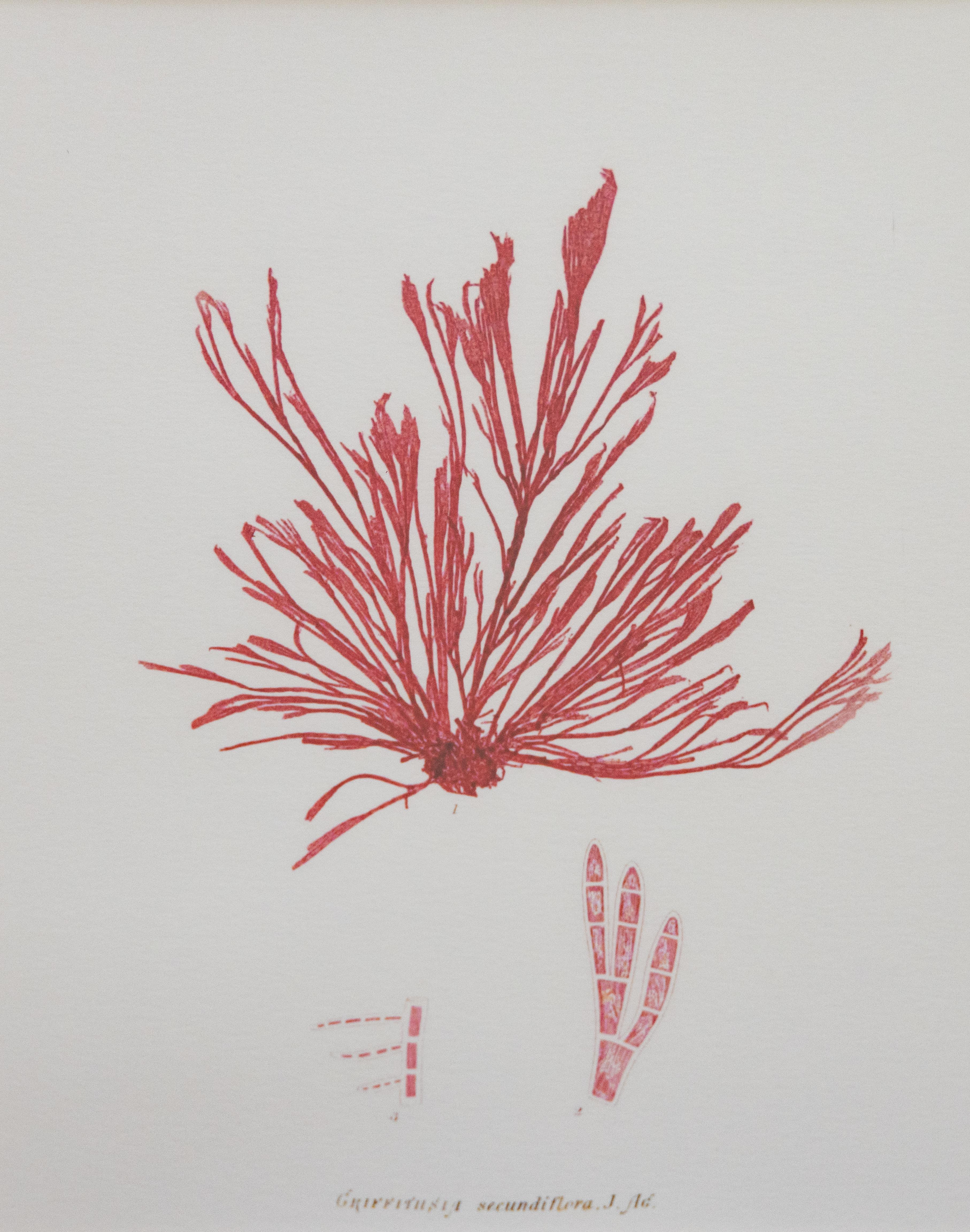 Custom Framed British Seaweed Giclée Prints - Set of Four In Good Condition For Sale In Pearland, TX