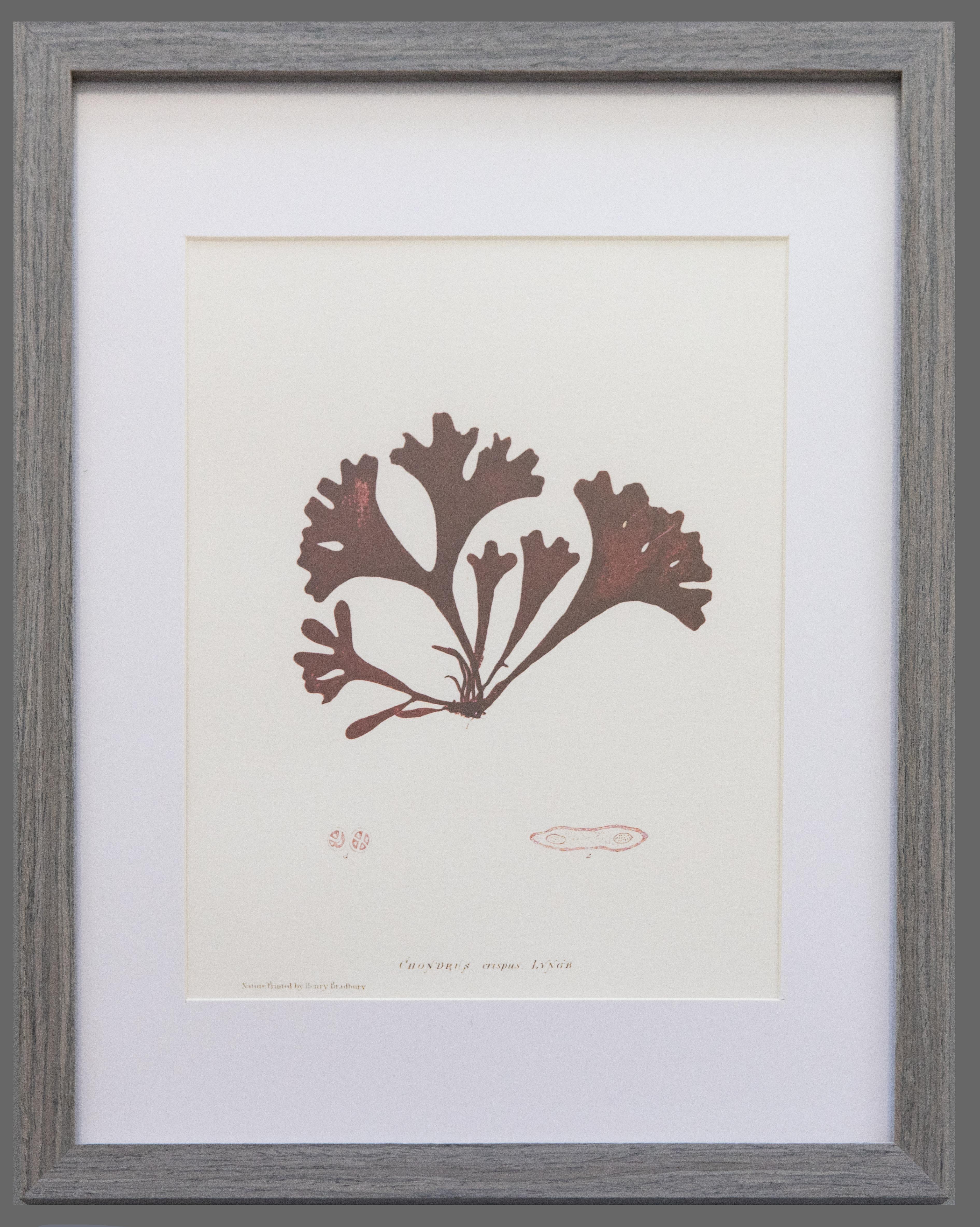Contemporary Custom Framed British Seaweed Giclée Prints - Set of Four For Sale
