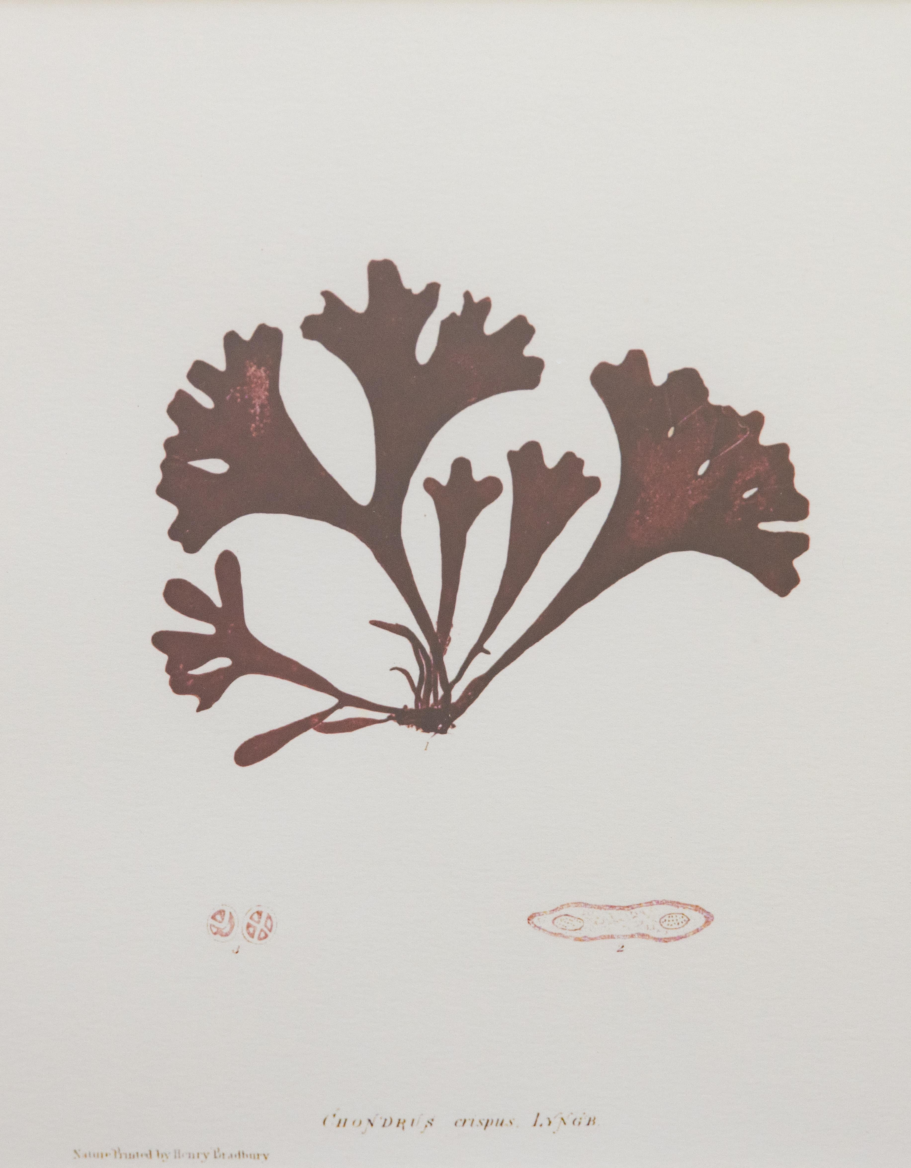 Acrylic Custom Framed British Seaweed Giclée Prints - Set of Four For Sale