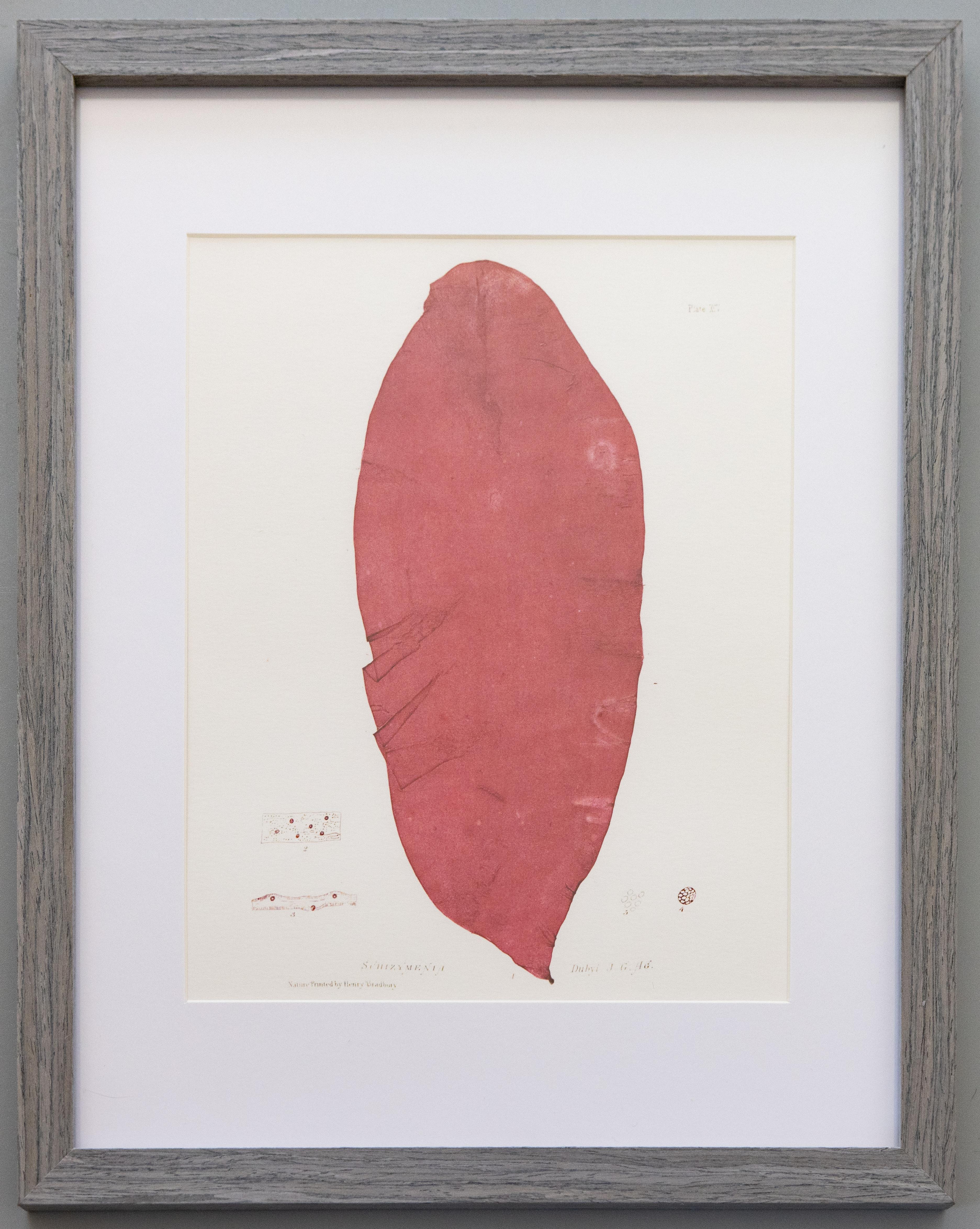 Custom Framed British Seaweed Giclée Prints - Set of Four For Sale 1