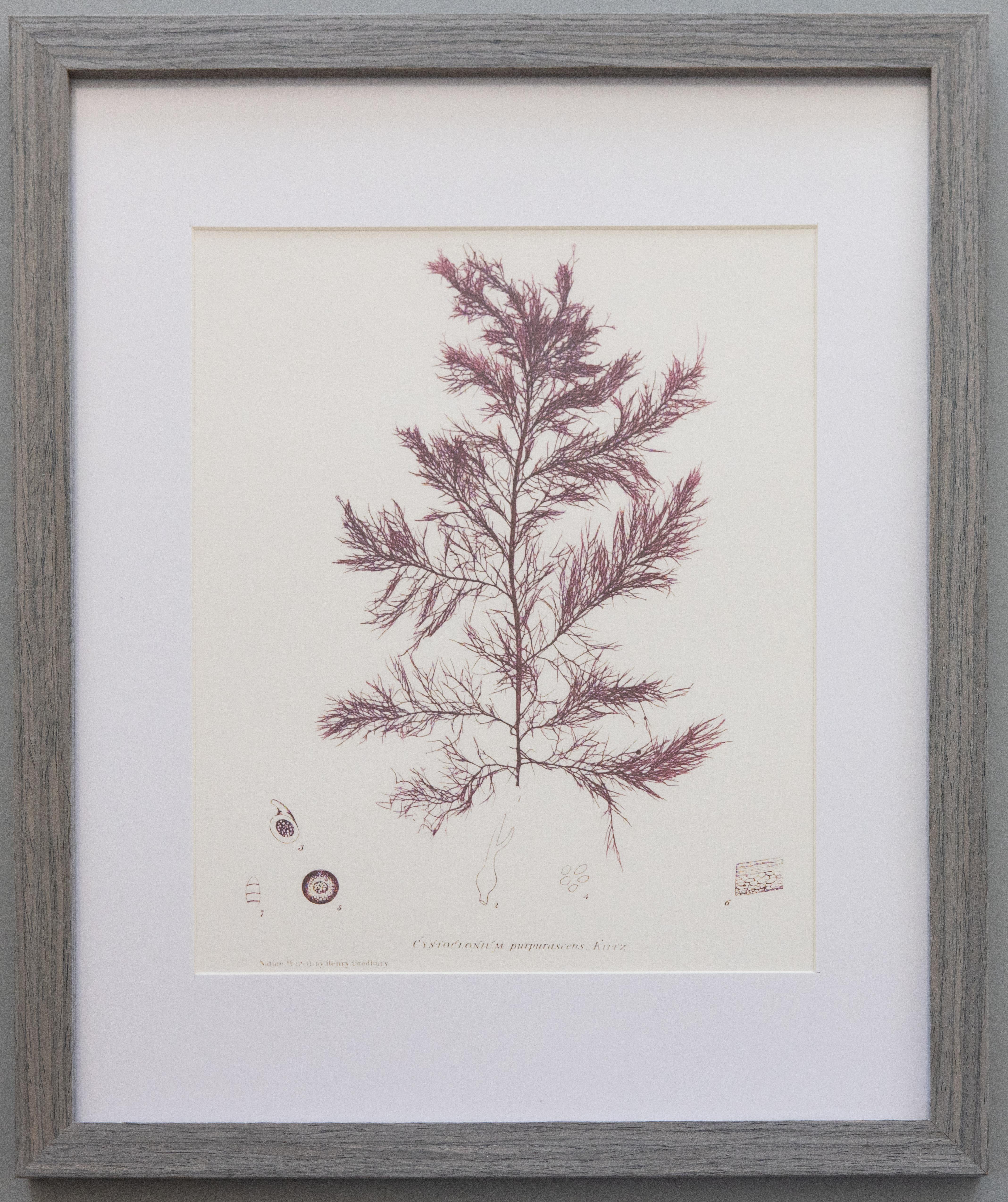 Custom Framed British Seaweed Giclée Prints - Set of Four For Sale 3