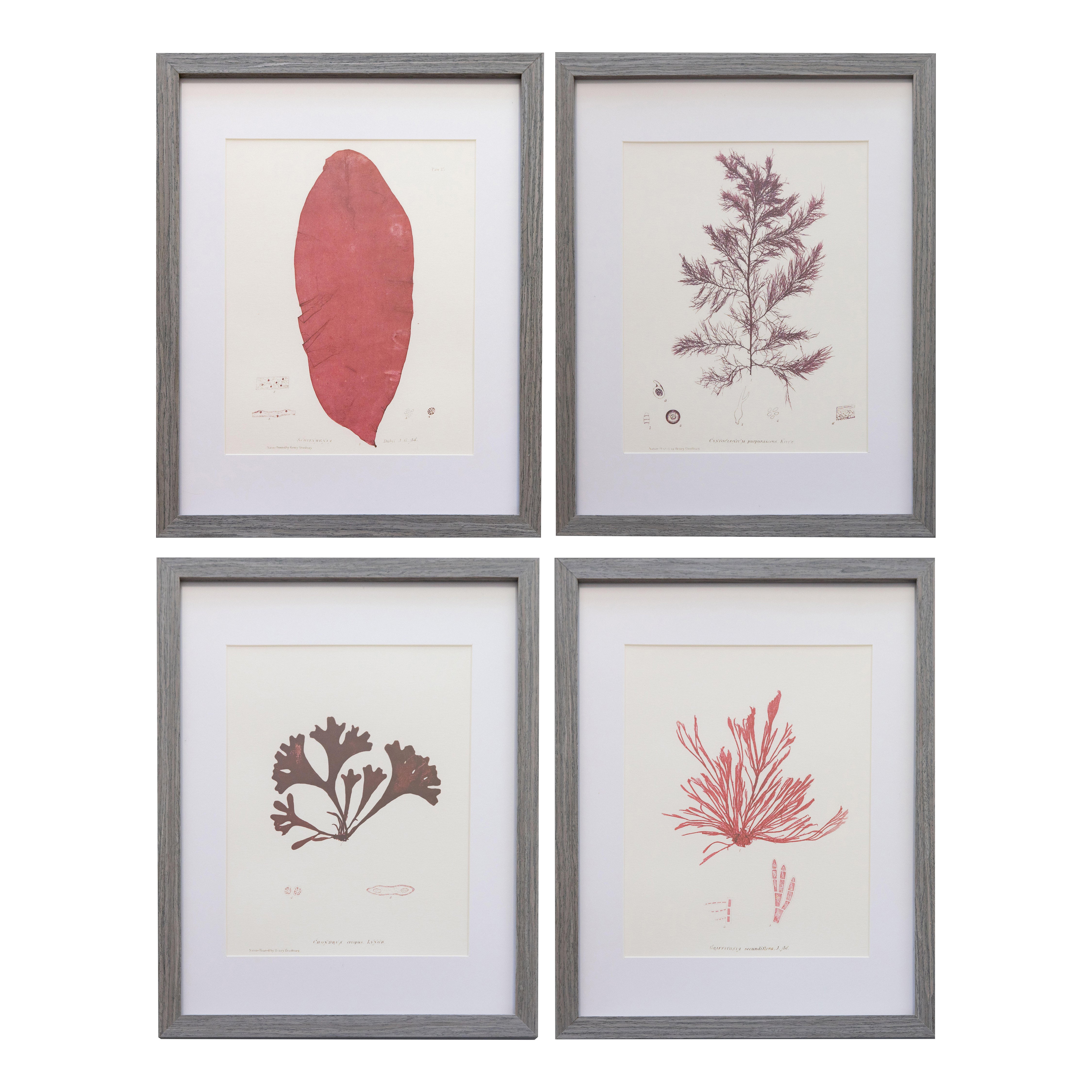 Antique British Seaweed Giclée Prints, 1859 - set of four