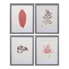 Antique British Seaweed Giclée Prints, 1859 - set of four