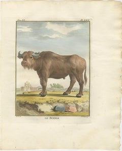 Antique Buffalo Engraving, Buffon Hand-Coloured Print Amsterdam 1769
