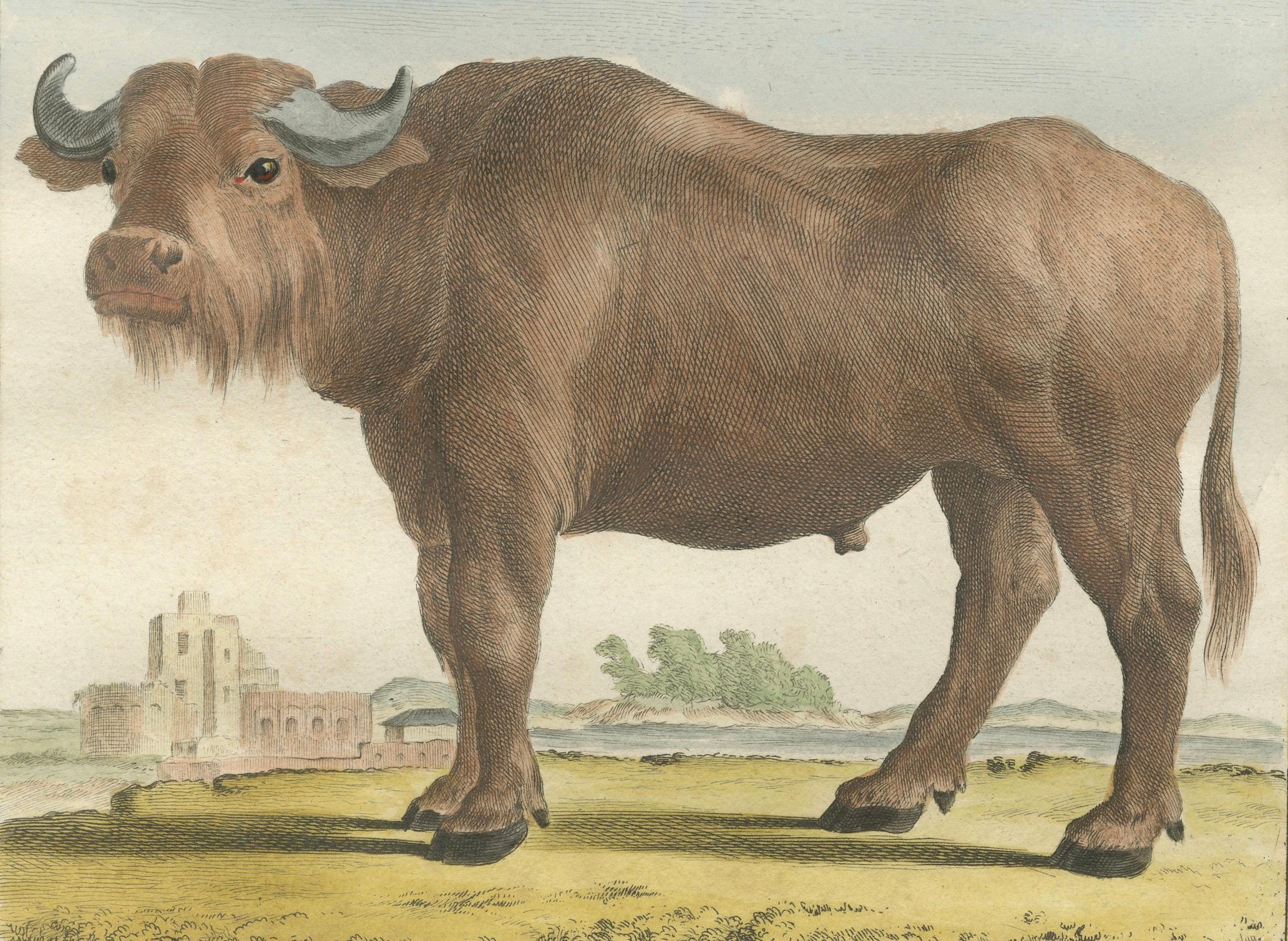 Gravé Gravure ancienne de Buffon, gravure à la main de Buffon Amsterdam 1769 en vente