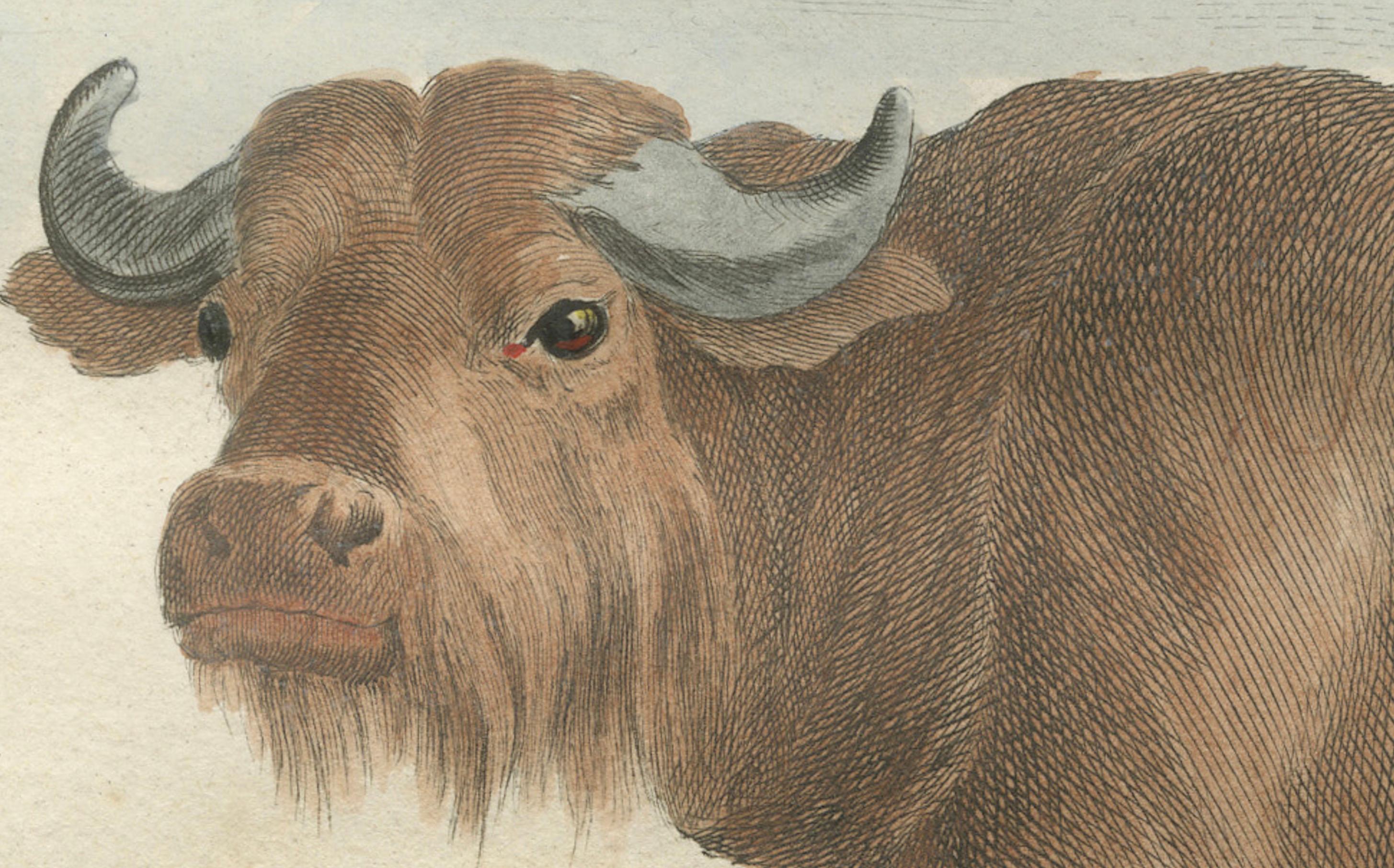 Gravure ancienne de Buffon, gravure à la main de Buffon Amsterdam 1769 Bon état - En vente à Langweer, NL