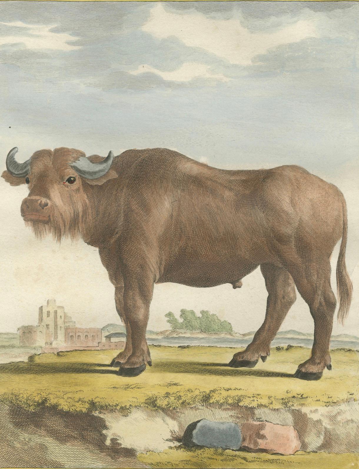 XVIIIe siècle Gravure ancienne de Buffon, gravure à la main de Buffon Amsterdam 1769 en vente