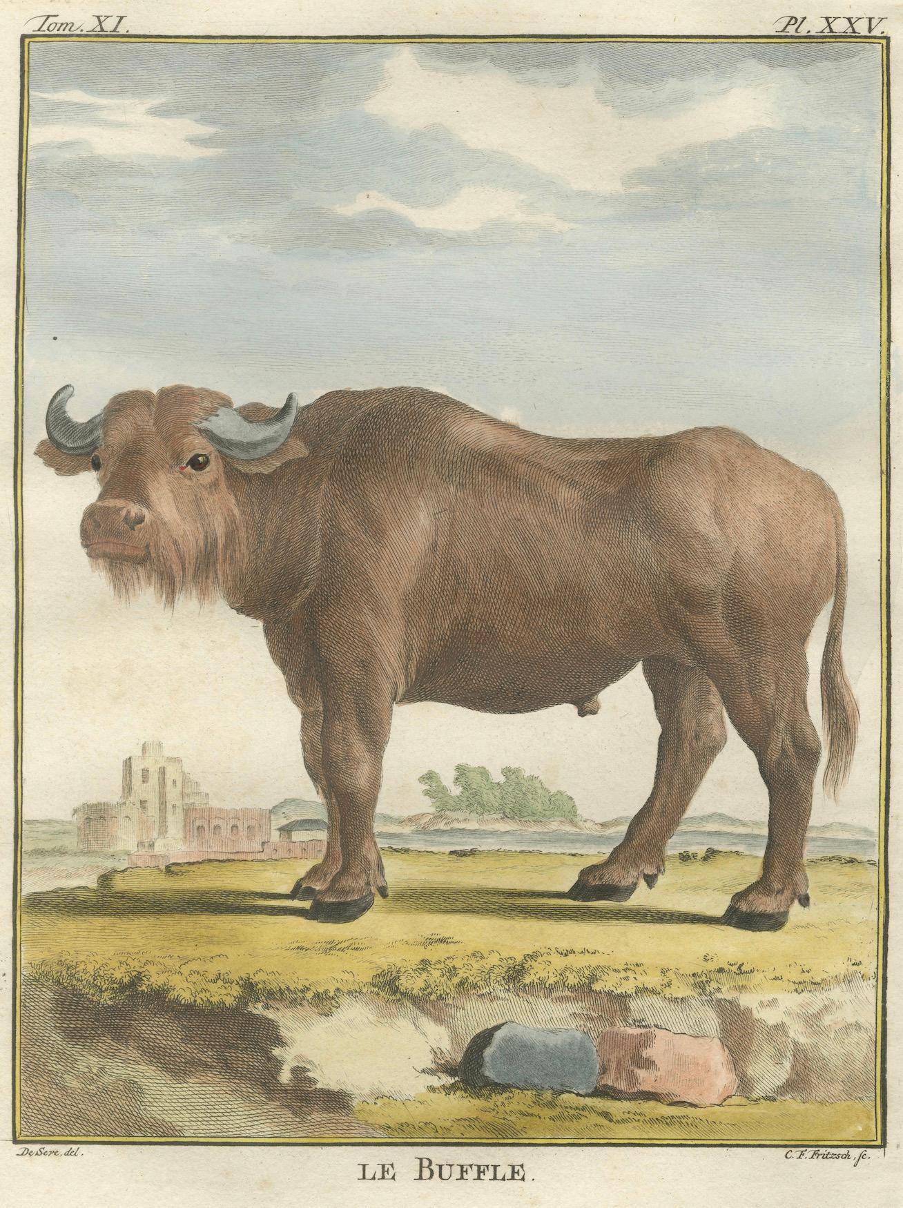 Papier Gravure ancienne de Buffon, gravure à la main de Buffon Amsterdam 1769 en vente