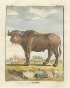 Antique Buffalo Engraving, Buffon Hand-Coloured Print Amsterdam 1769