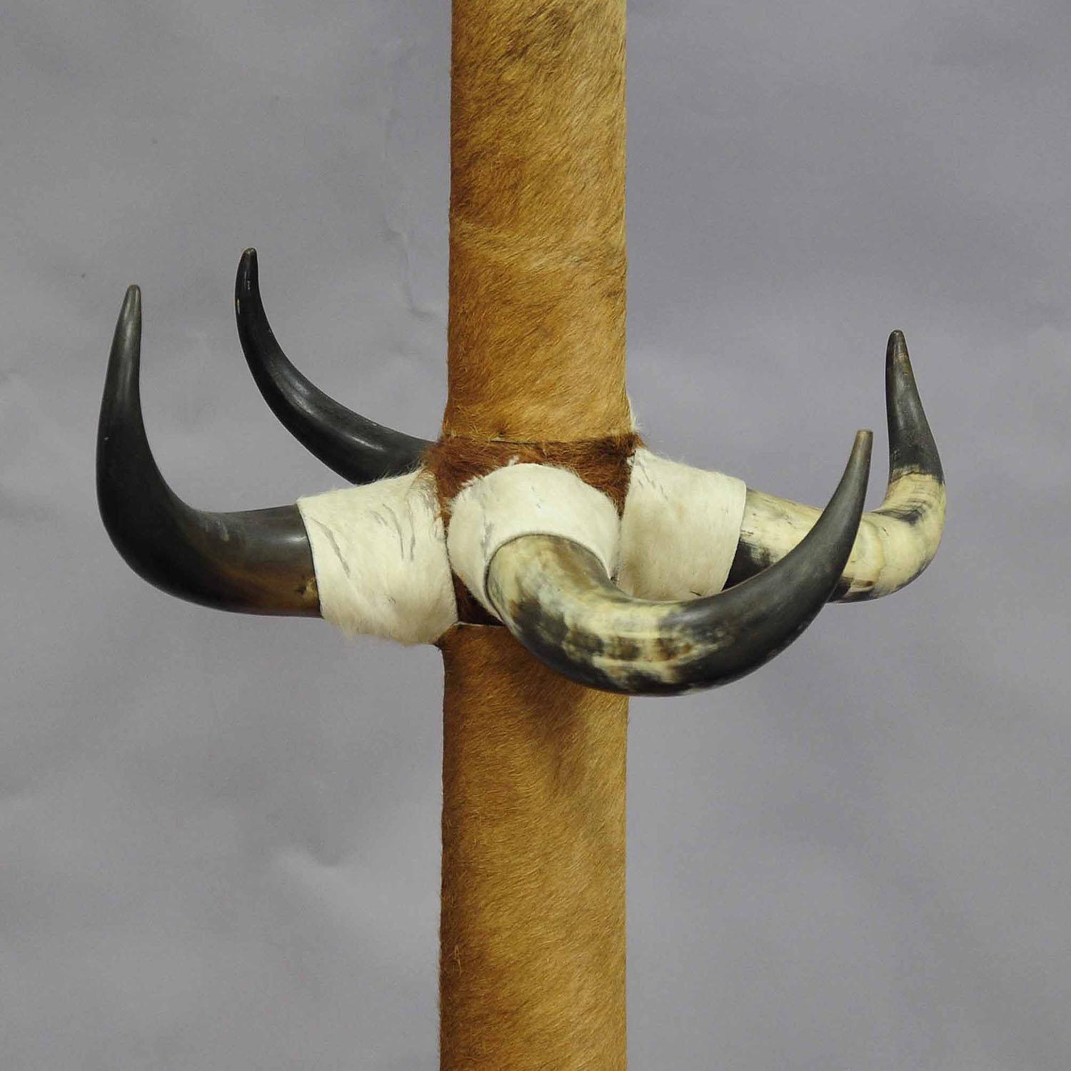 Austrian Antique Bull Horn Hall Stand with Cow Fur ca. 1870 For Sale