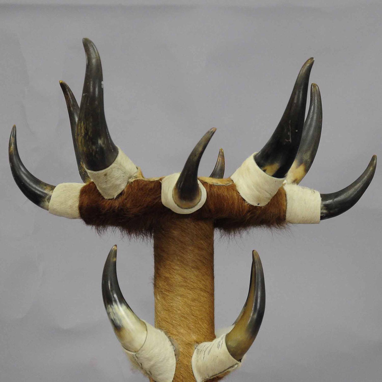 Antique Bull Horn Hall Stand with Cow Fur ca. 1870 In Fair Condition For Sale In Berghuelen, DE