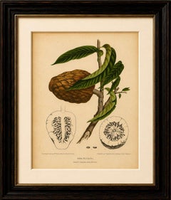 Cromolitografia botanica d’epoca raffigurante il “cuore di Bullock” di Hoola van Nooten, 1880 circa