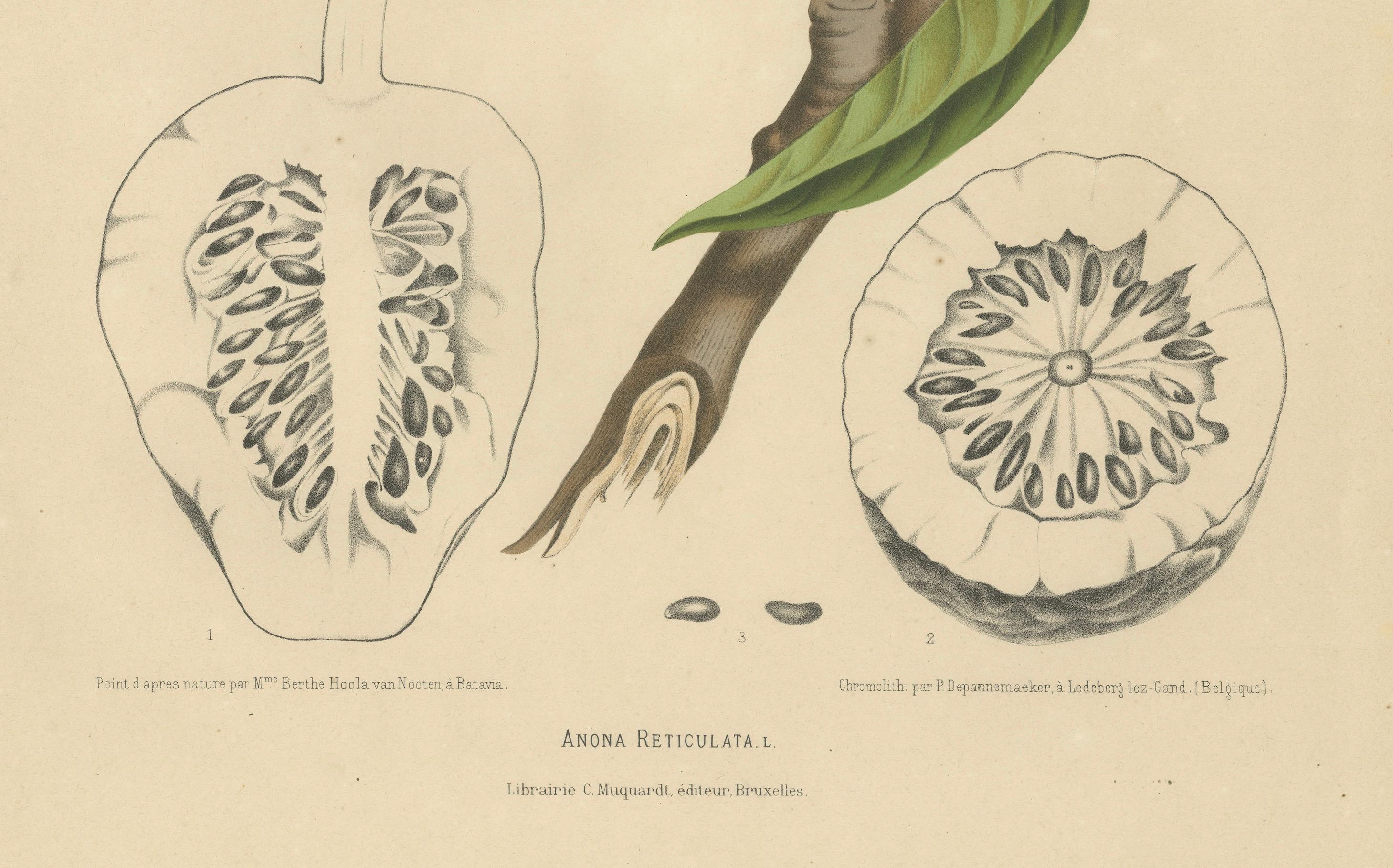 Antique Bullock's Heart Botanical Chromolithograph by Hoola van Nooten, c. 1880
