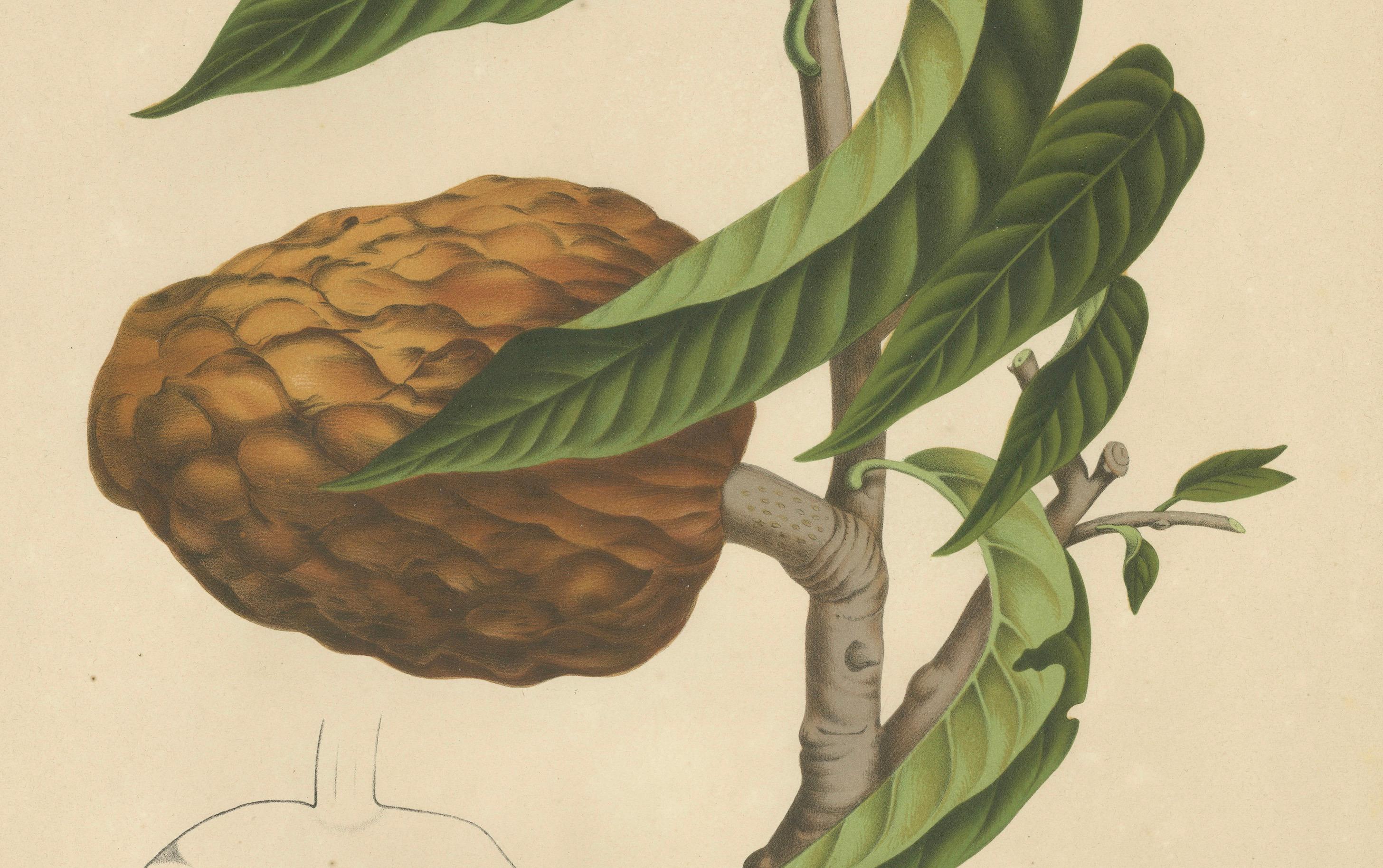 Antique Bullock's Heart Botanical Chromolithograph by Hoola van Nooten, c. 1880