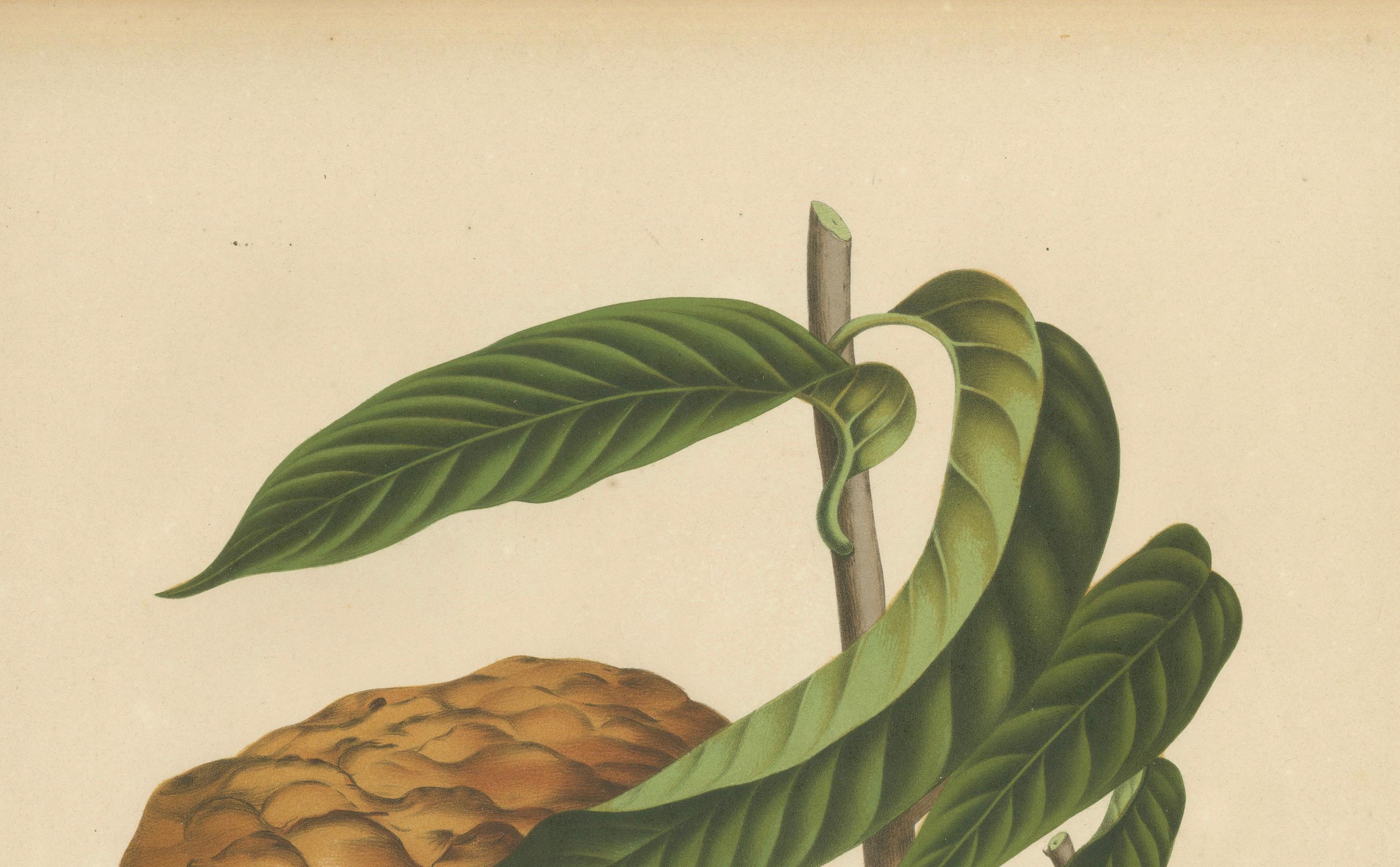 Antique Bullock's Heart Botanical Chromolithograph by Hoola van Nooten, c. 1880
