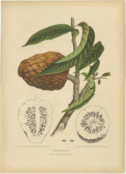 Antique Bullock's Heart Botanical Chromolithograph by Hoola van Nooten, c. 1880