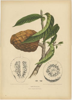Cromolitografia botanica d’epoca raffigurante il “cuore di Bullock” di Hoola van Nooten, 1880 circa