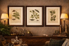 Antique Butterfly and Caterpillar Engravings on Host Plants — Albin 1720