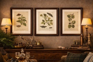 Antique Butterfly and Caterpillar Engravings on Host Plants, Albin 1720, view 2