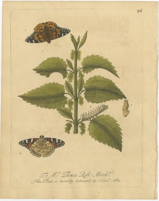 Antique Butterfly and Caterpillar Engravings on Host Plants, Albin 1720, view 3