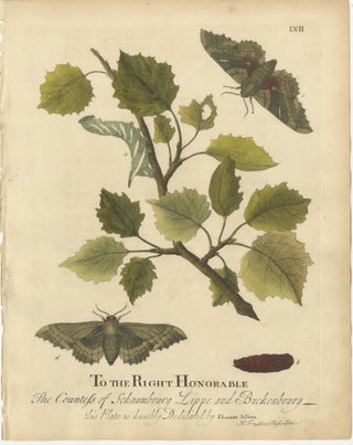 Antique Butterfly and Caterpillar Engravings on Host Plants, Albin 1720, view 4
