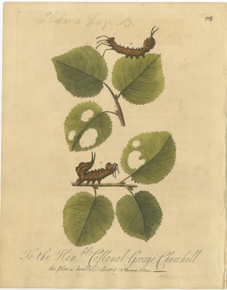 Antique Butterfly and Caterpillar Engravings on Host Plants, Albin 1720, view 5