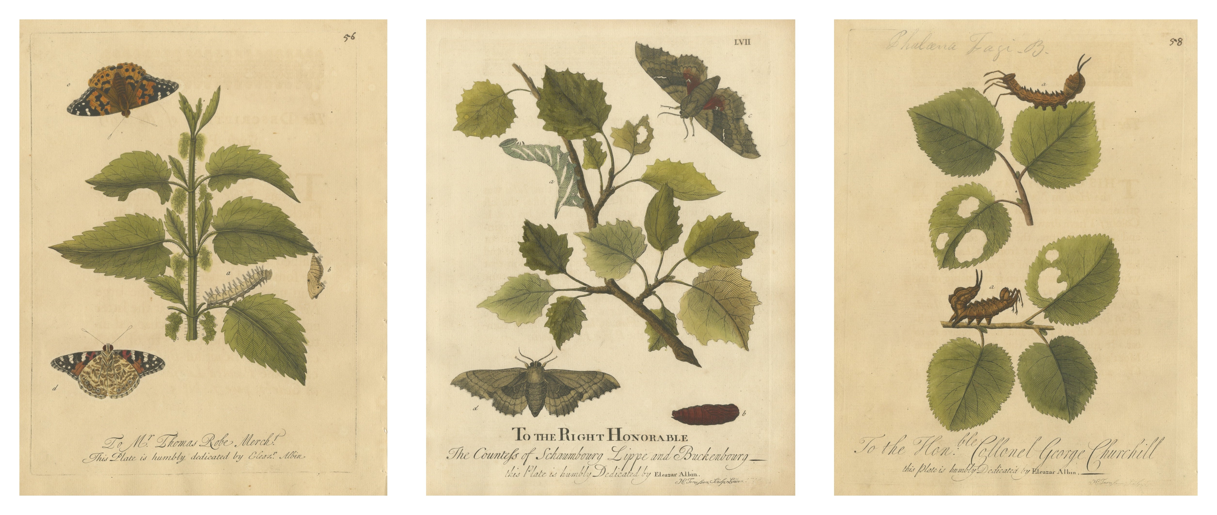 Antique Butterfly and Caterpillar Engravings on Host Plants — Albin 1720 For Sale
