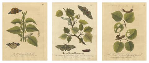 Antique Butterfly and Caterpillar Engravings on Host Plants — Albin 1720
