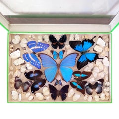 Cajas antiguas de colección de mariposas de la famosa tienda parisina - Deyrolle