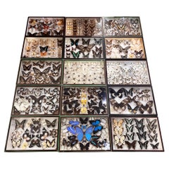 Antique Butterfly Collection Boxes From the Famous Parisian Store - Deyrolle