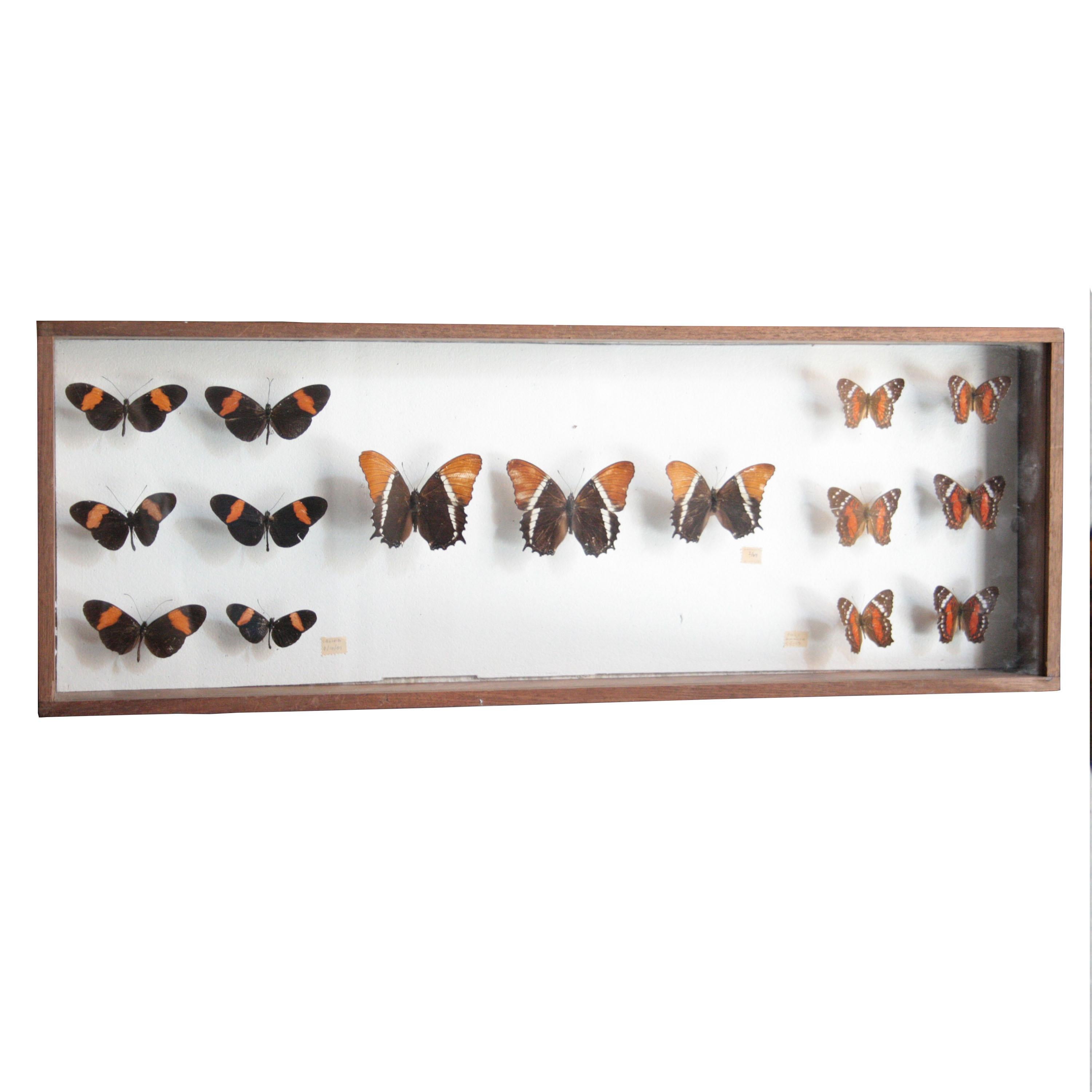 Boîte d'ombrage en bois et verre contenant une collection de papillons.