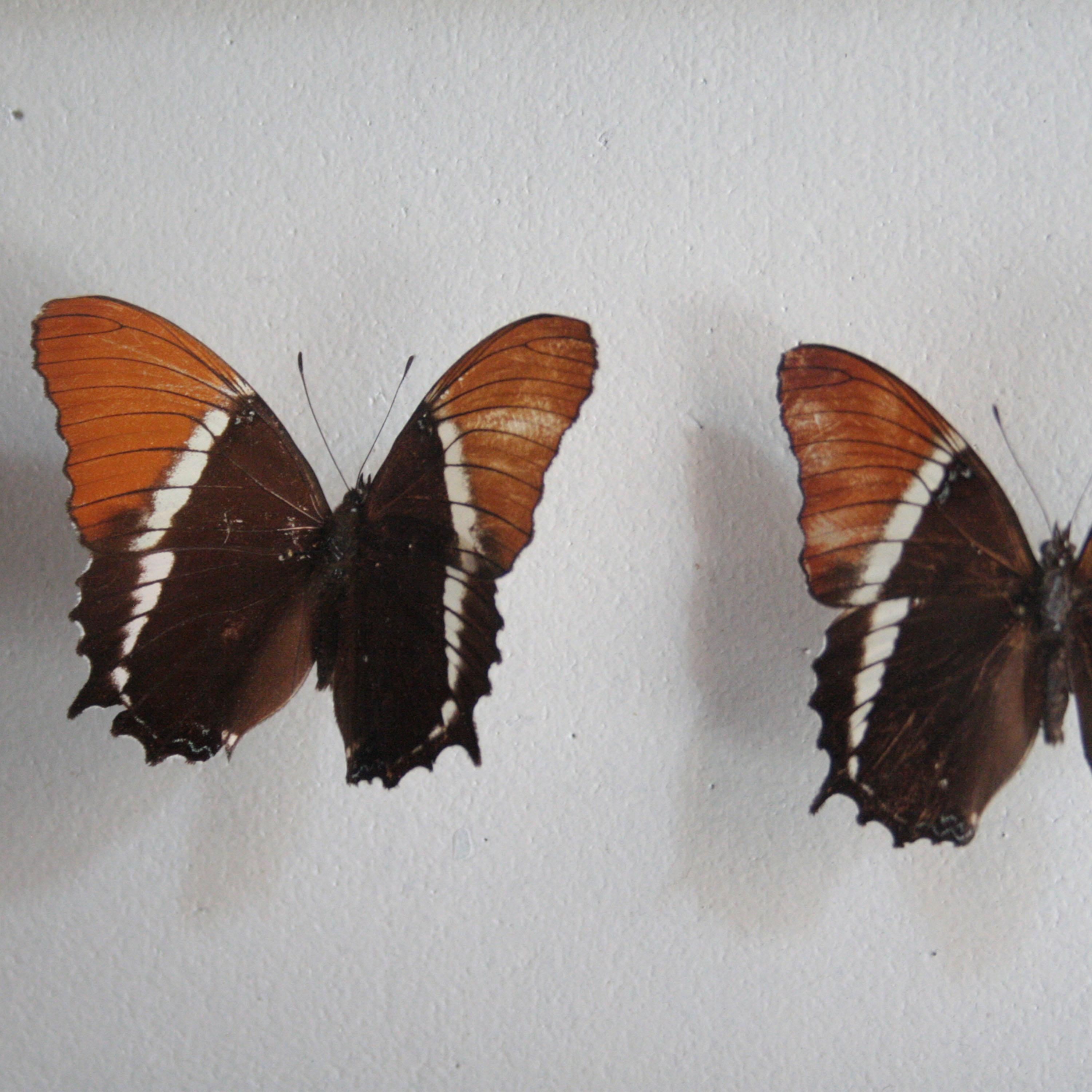 Decoración de pared con caja de sombras de cristal de la Colección Mariposa Antigua, España, 1970 Moderno de mediados de siglo en venta